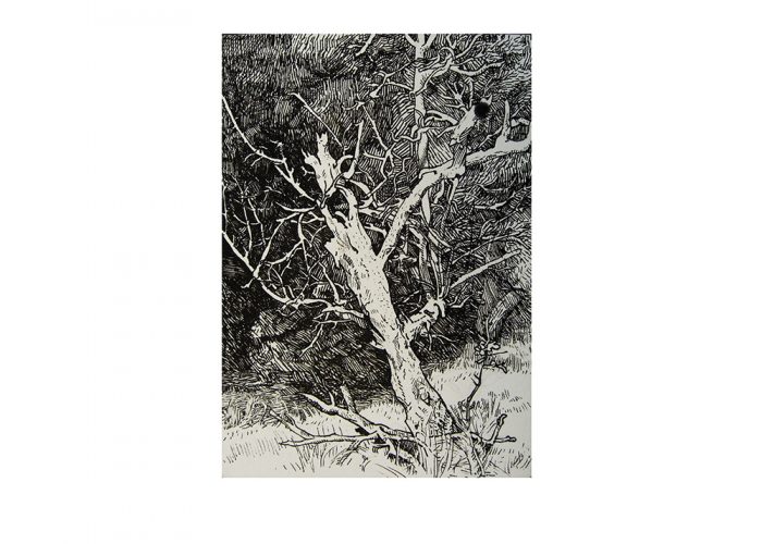 Exotic Dead Prune Tree - NOT FOR SALE - pen and ink drawing 7"x5" © 2007 Robert C. Schick